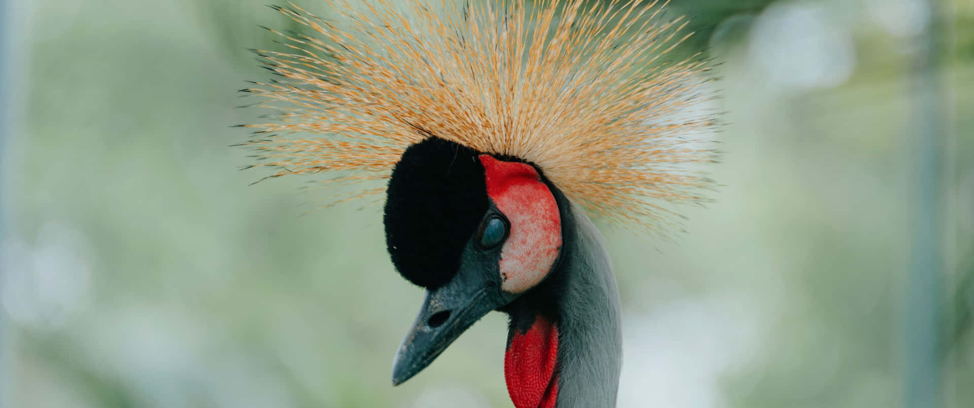 3440x1440 Animal Grey Crowned Crane Background