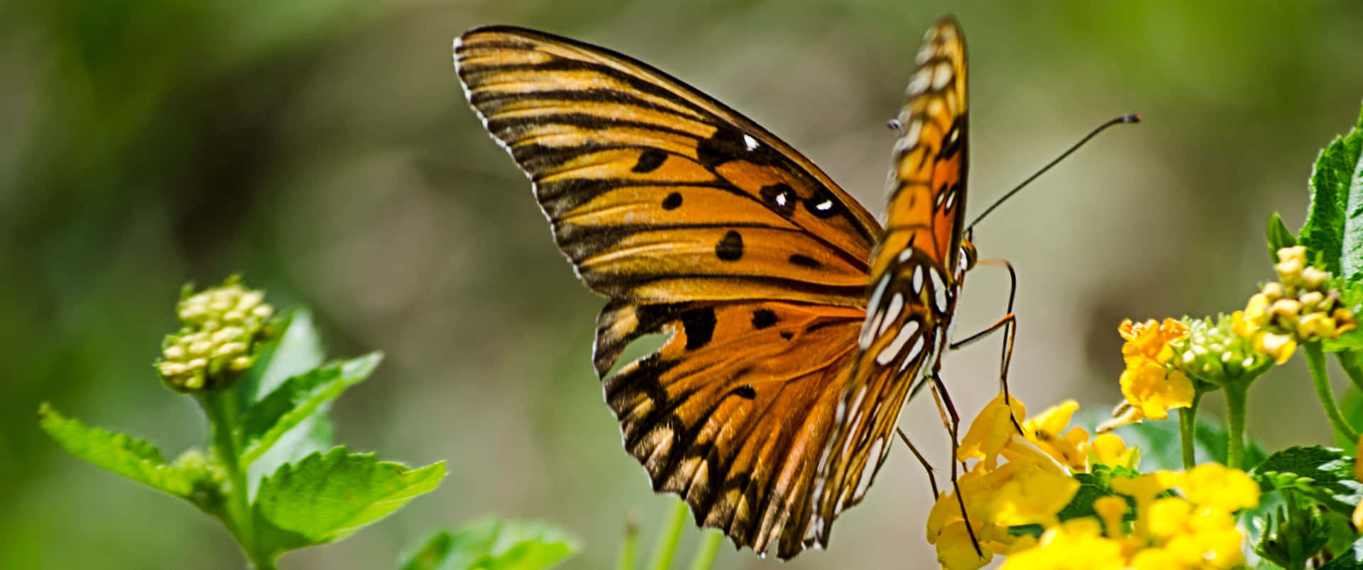 3440x1440 Animal Gulf Fritillary Butterfly Background