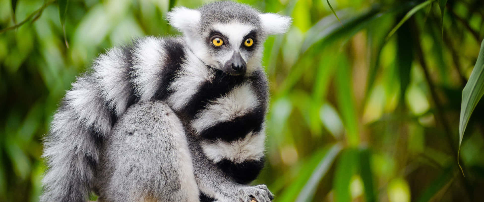 3440x1440 Animal Lemur Against Leaves Background