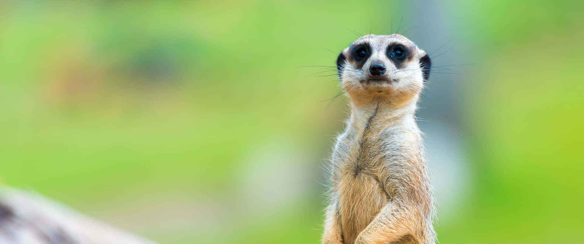 3440x1440 Animal Little White Meerkat Background