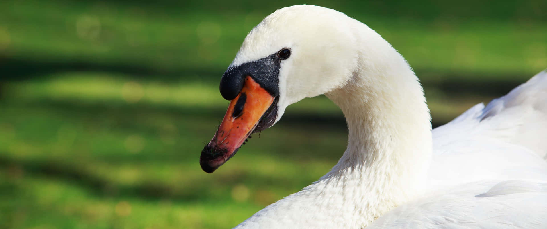 3440x1440 Animal Native Mute Swan Background