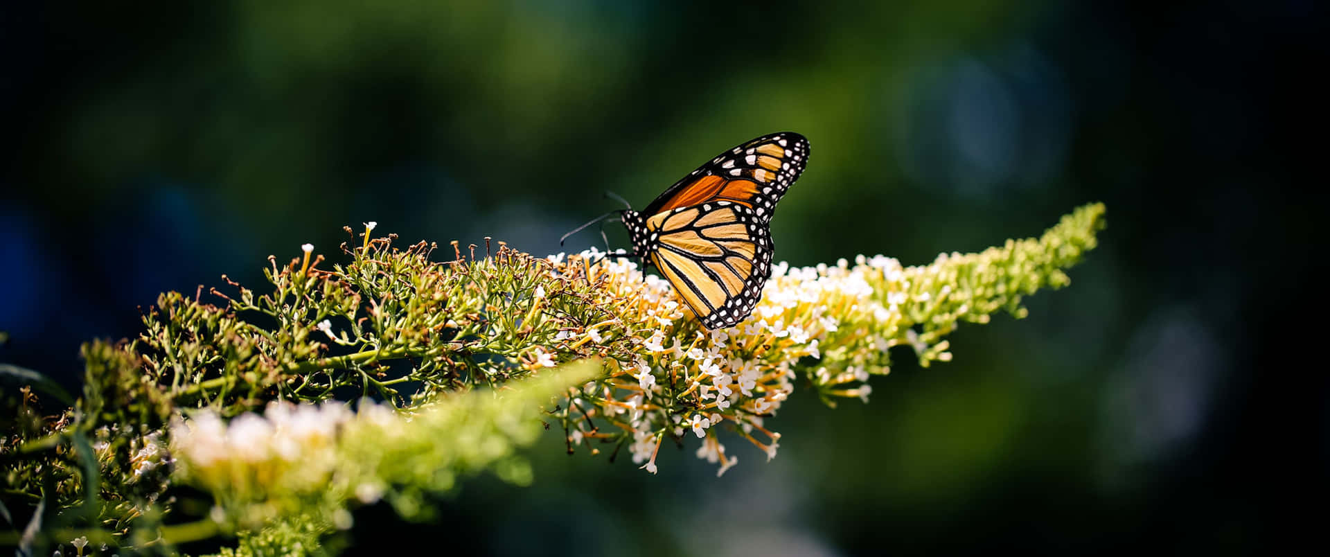 3440x1440 Animal Orange Monarch Butterfly Background