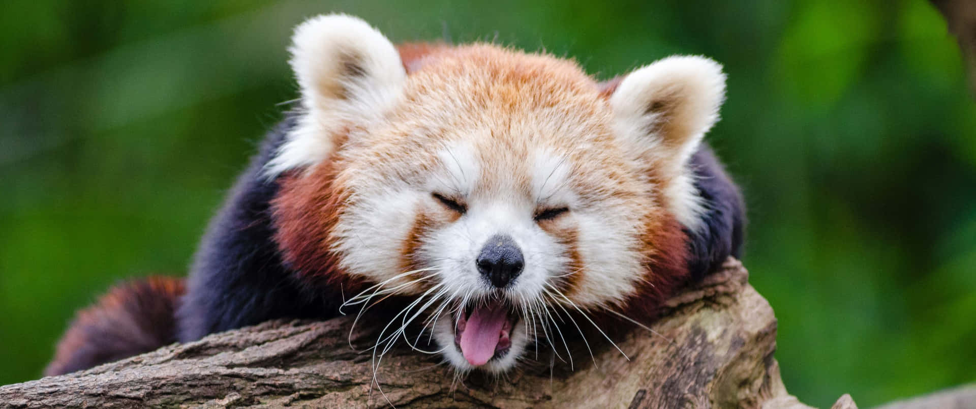 3440x1440 Animal Red Panda On Log Background