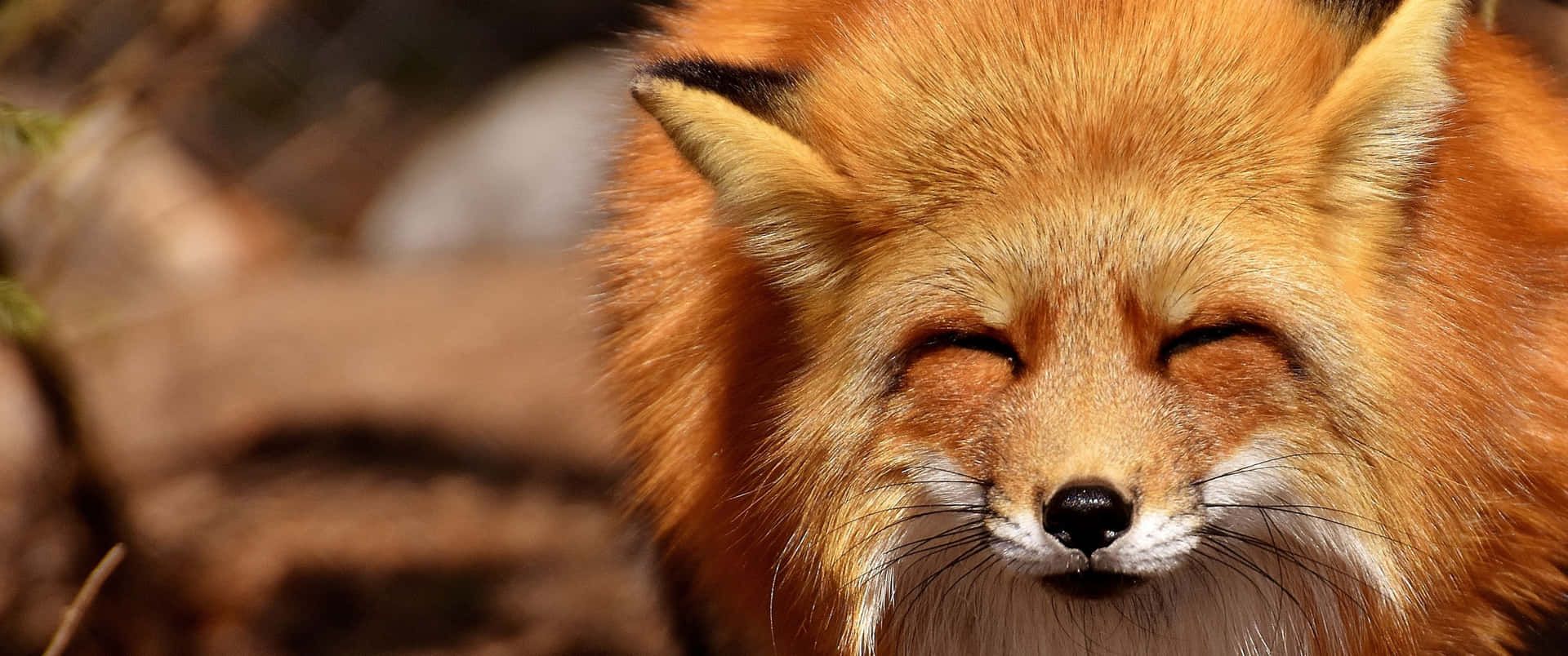 3440x1440 Animal Red Squinting Fox Background