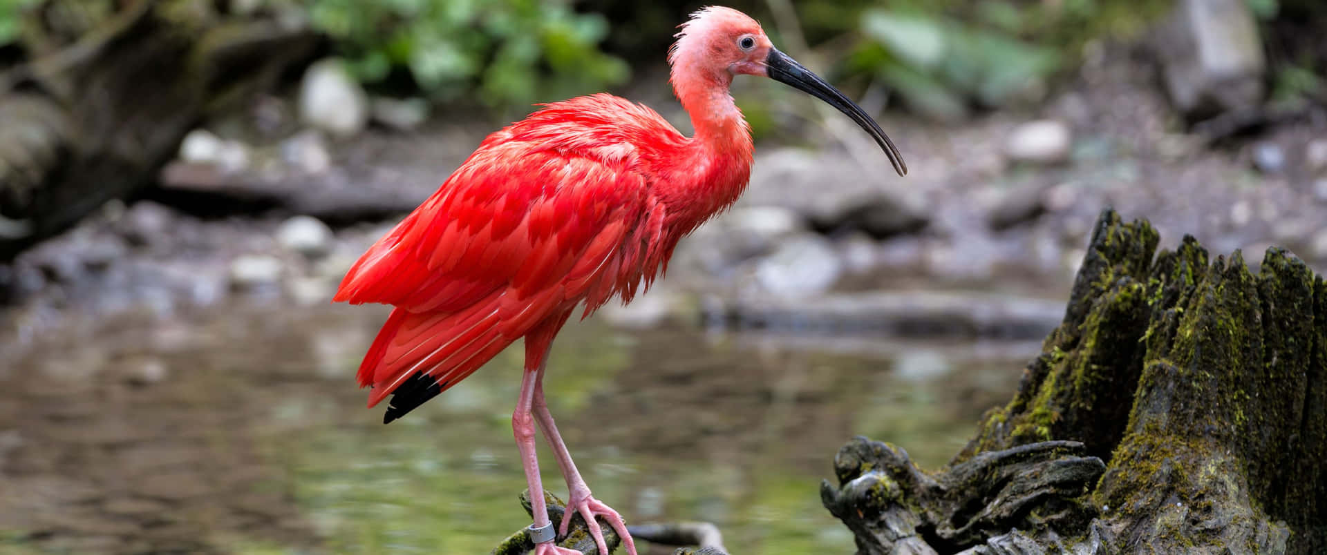 3440x1440 Animal Scarlet Ibis By The Stream Background