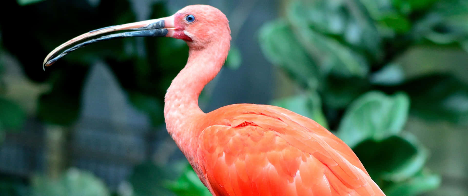 3440x1440 Animal Scarlet Ibis In Tropics Background