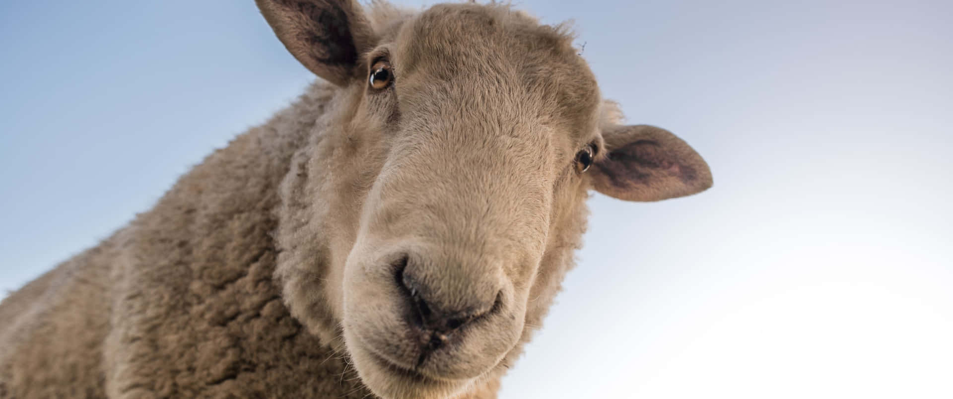 3440x1440 Animal Sheep Low Angle Shot Background