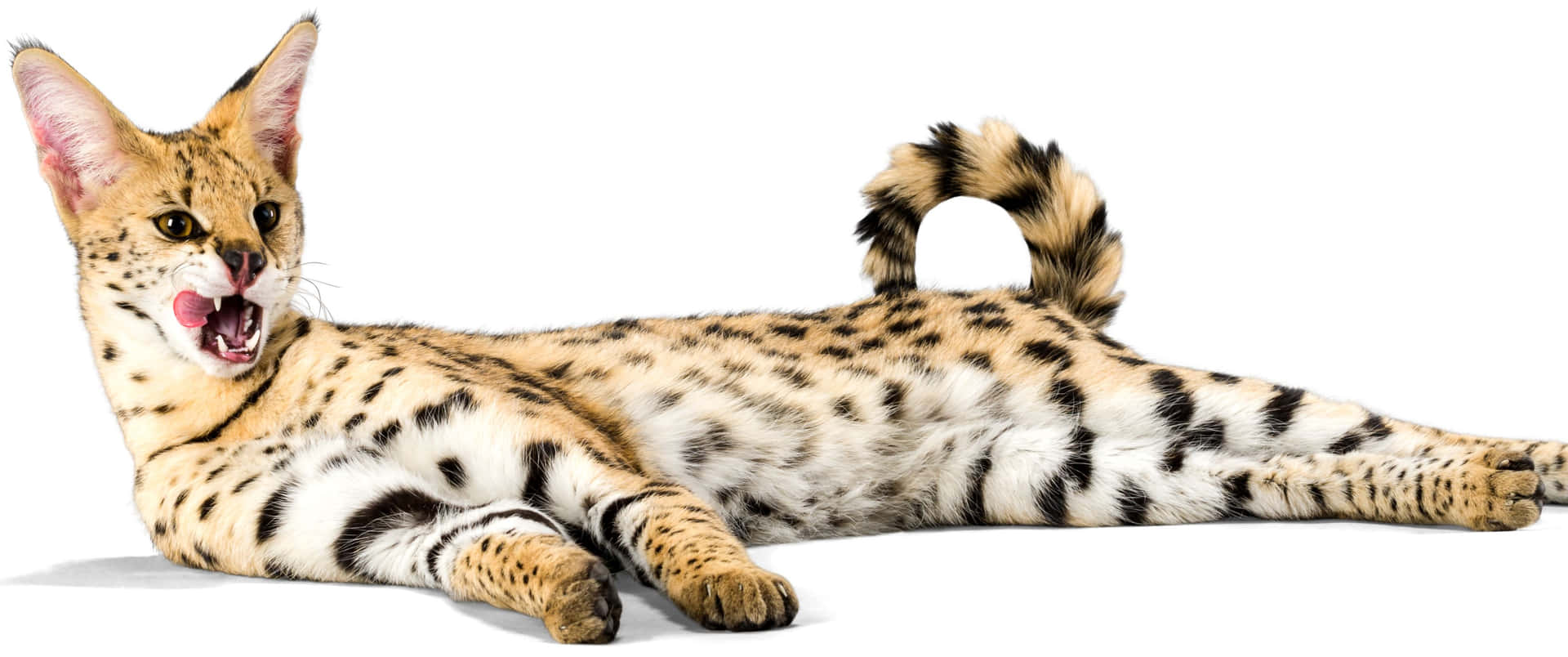 3440x1440 Animal Spotty Serval Cat Background