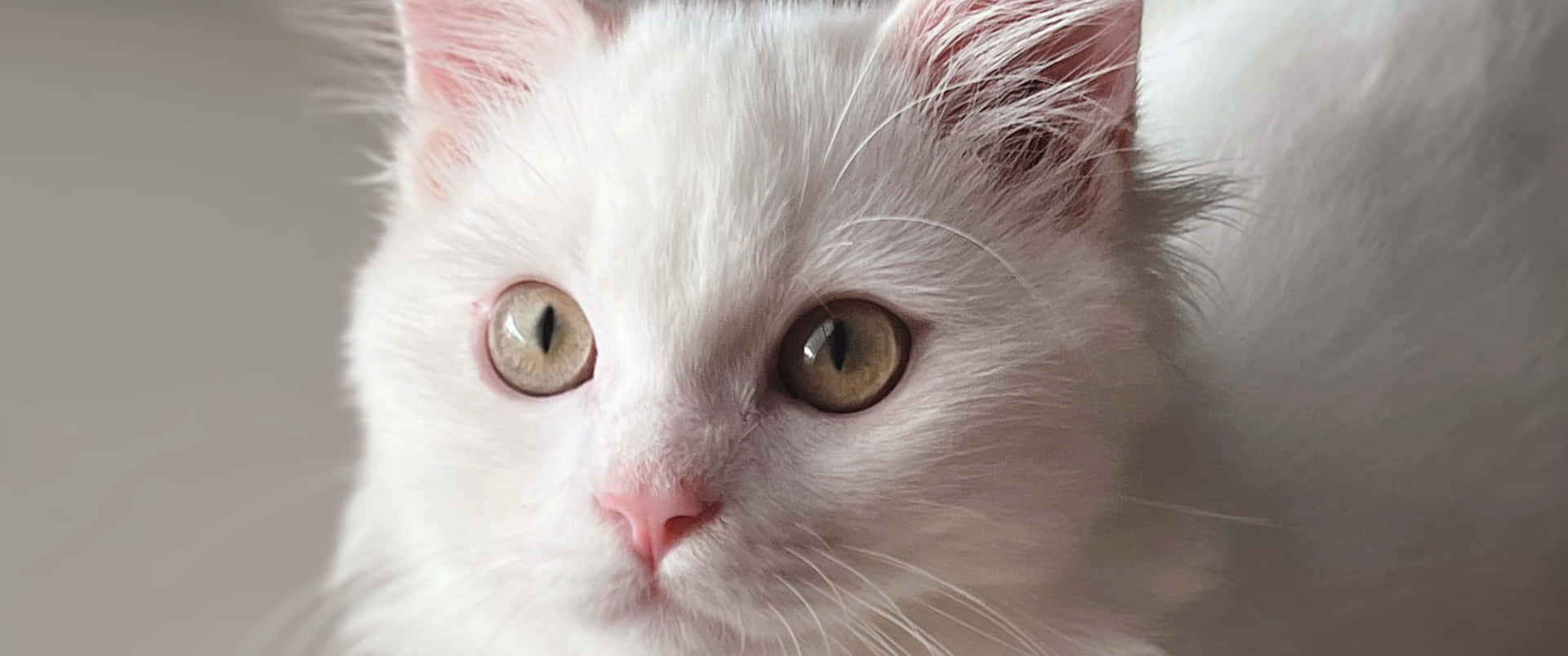 3440x1440 Animal Turkish Angora Cat Background