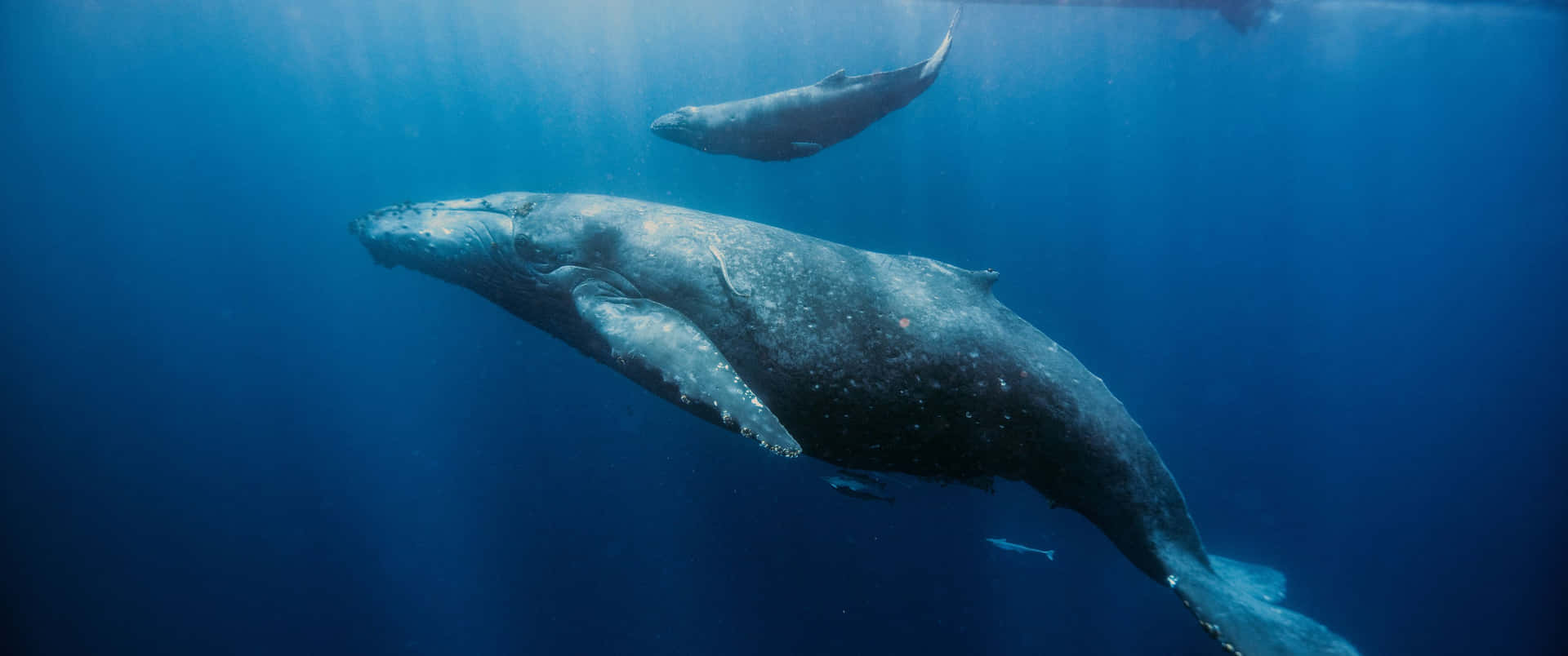 3440x1440 Animal Whale In Ocean Background