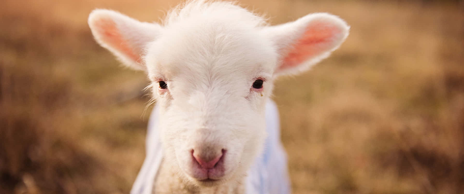 3440x1440 Animal White Baby Sheep Background