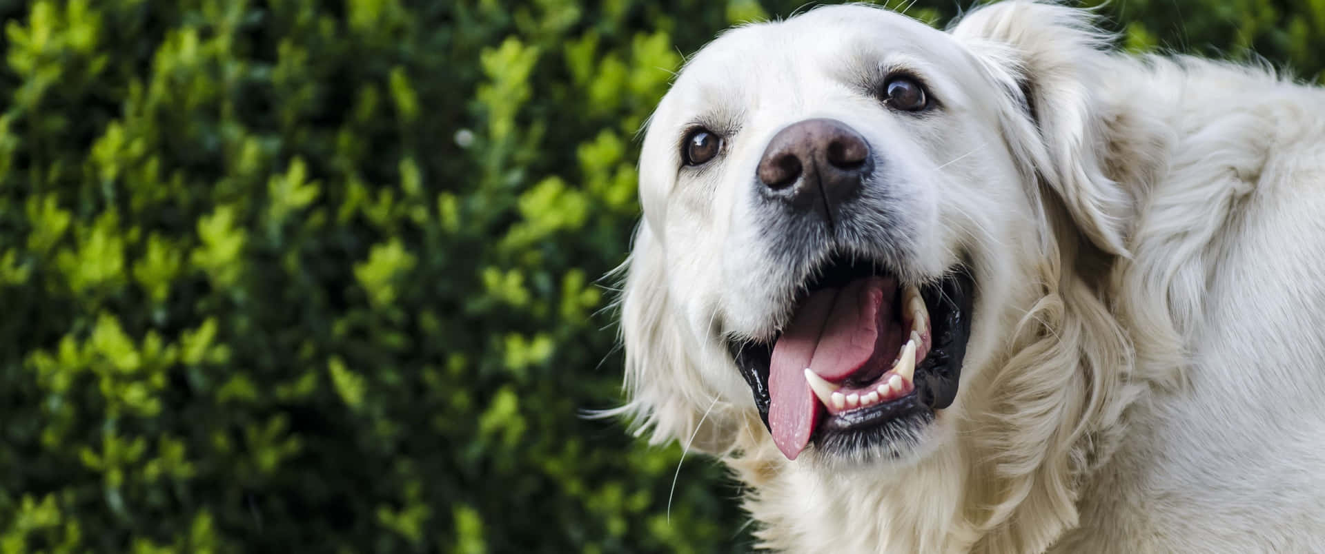 3440x1440 Animal White Golden Retriever Background