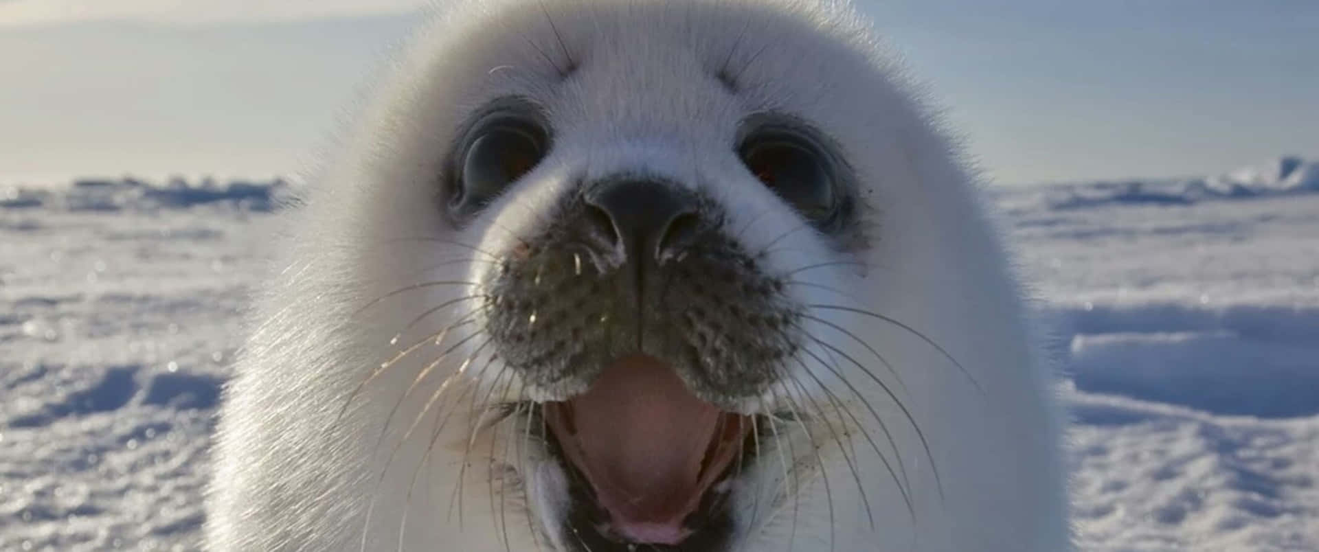 3440x1440 Animal White Harp Seal Background