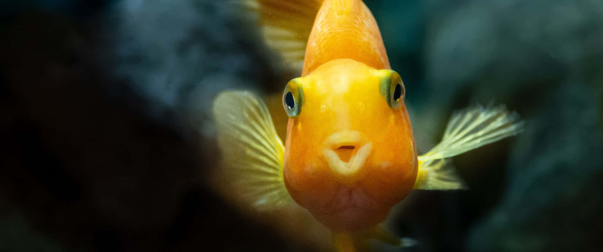 3440x1440 Animal Yellow Orange Goldfish Background