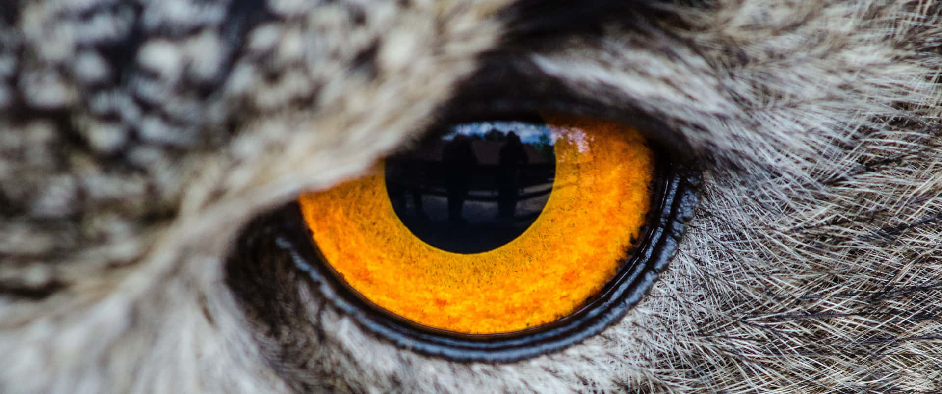 3440x1440 Animal Yellow Owl Eye Background