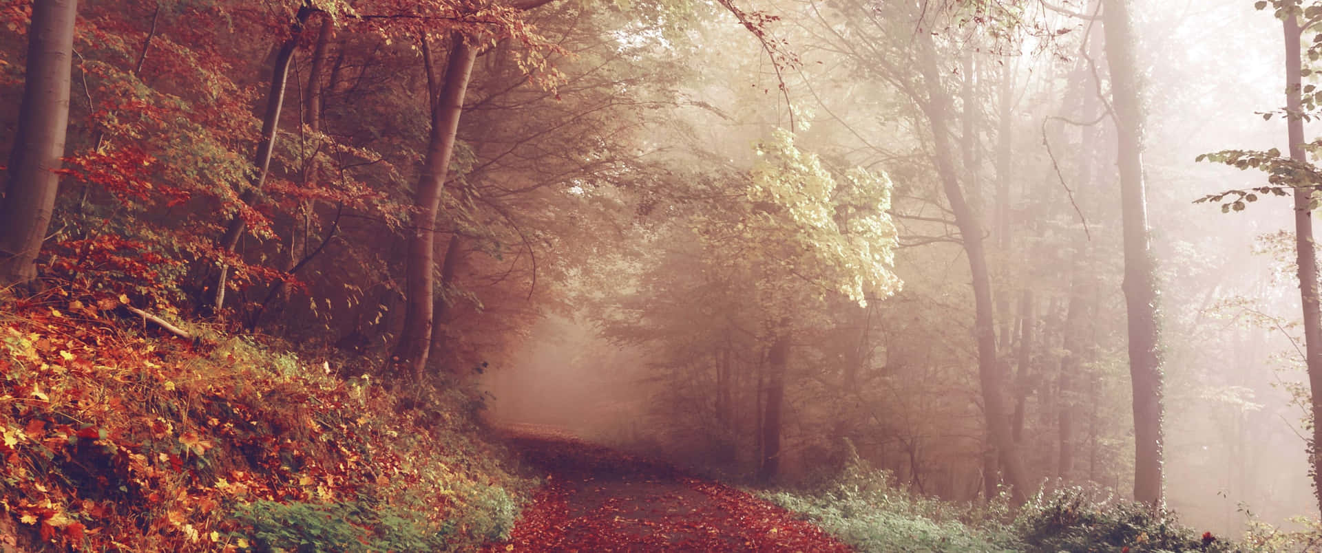 3440x1440 Fall Season In Foggy Forest Background