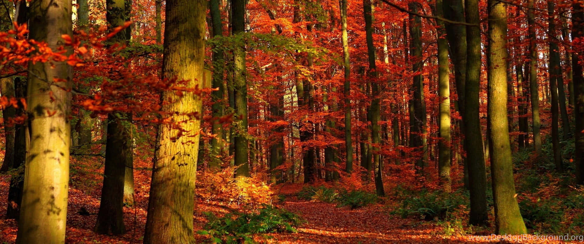 3440x1440 Fall Season In Red Forest Background