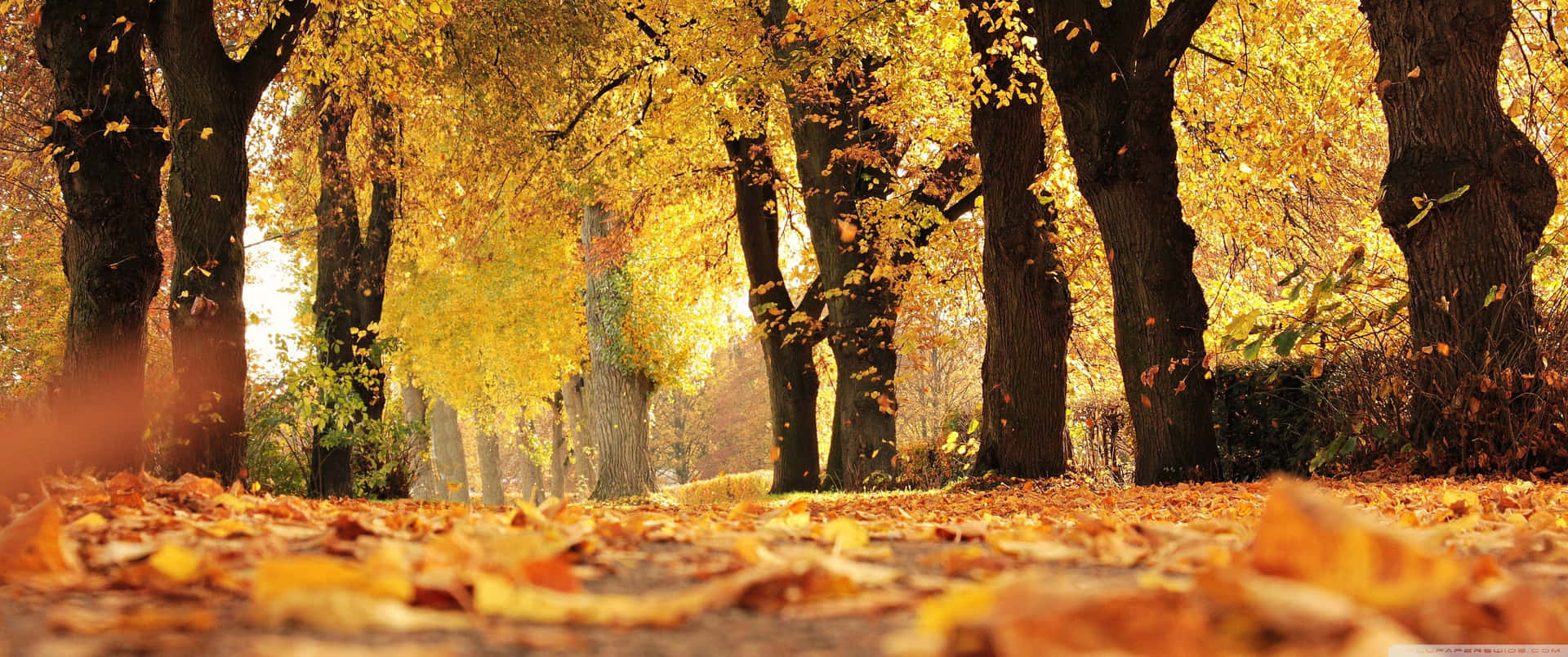 3440x1440 Fall Season Leaves Low Angle Background