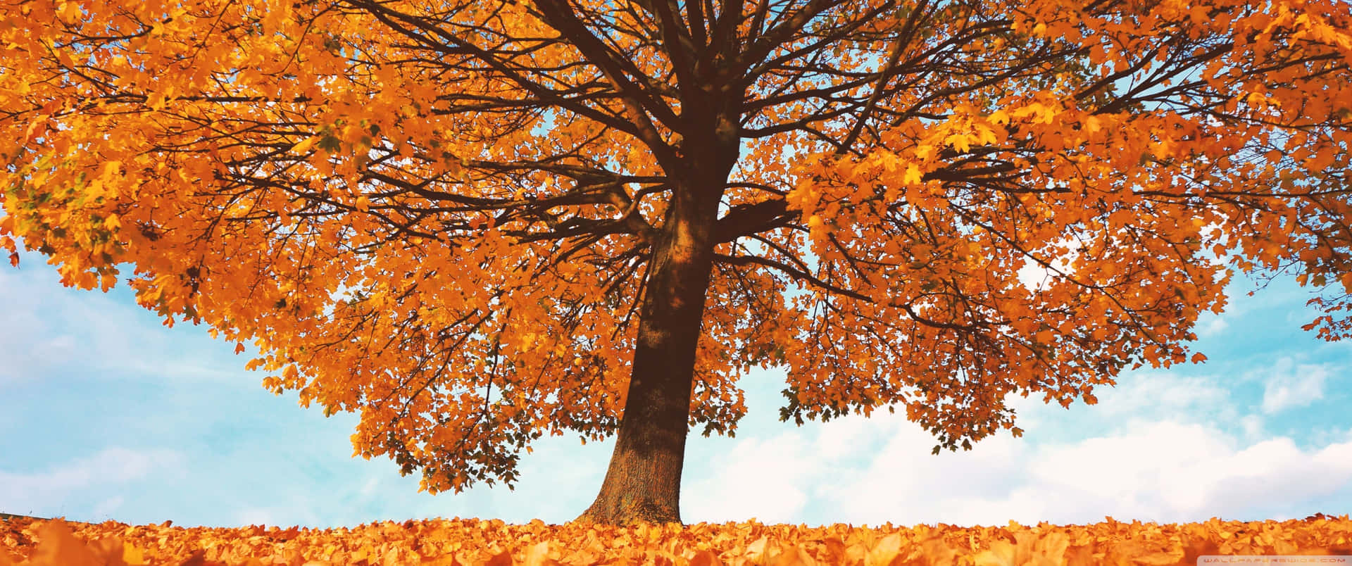 3440x1440 Fall Season Tree In Blue Sky Background