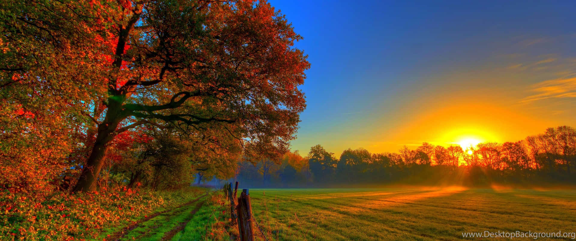 3440x1440 Fall Season Trees In Field With Sunset Background