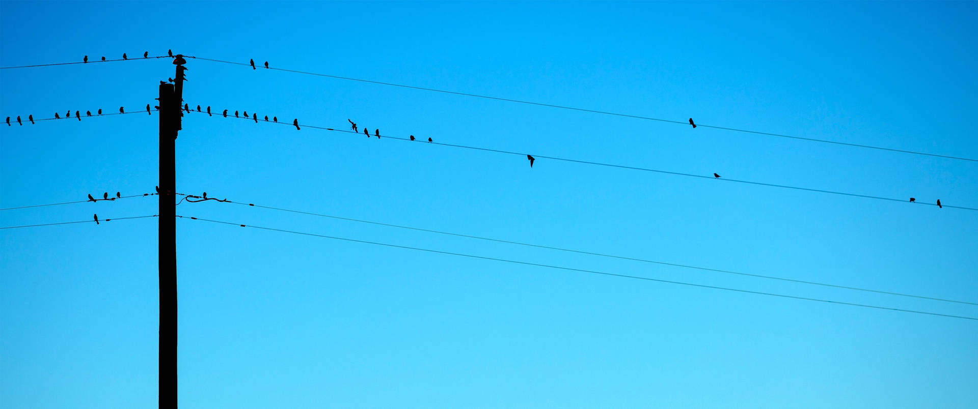 3440x1440 Minimalist Birds On Cables Background
