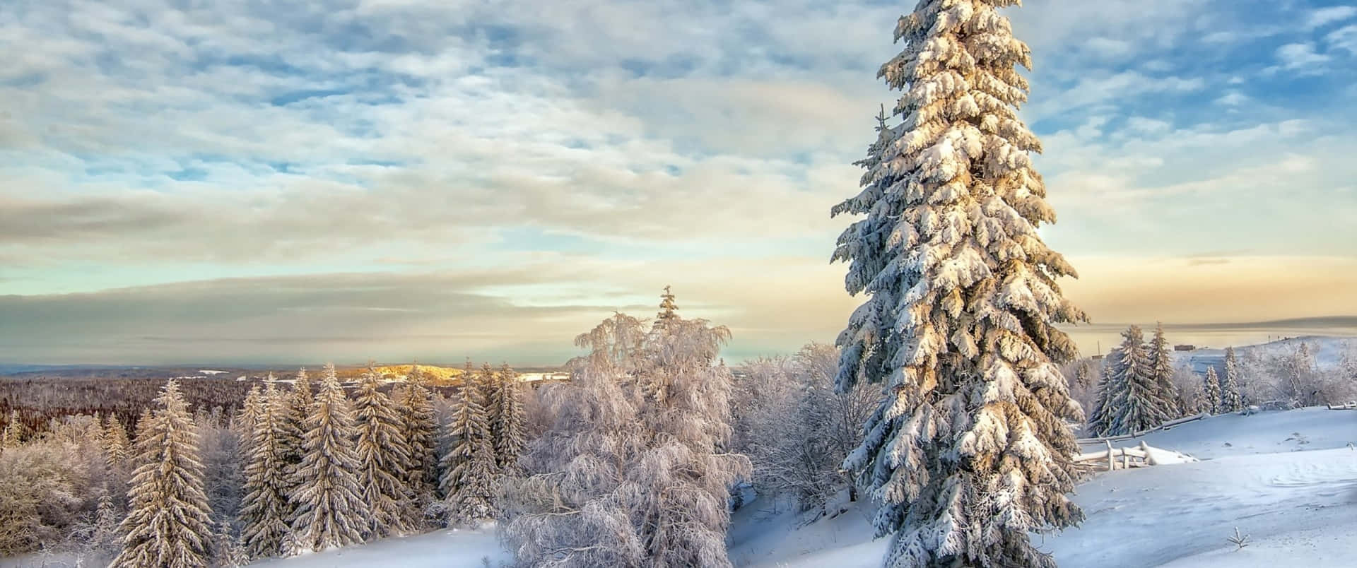 3440x1440 Winter Forest