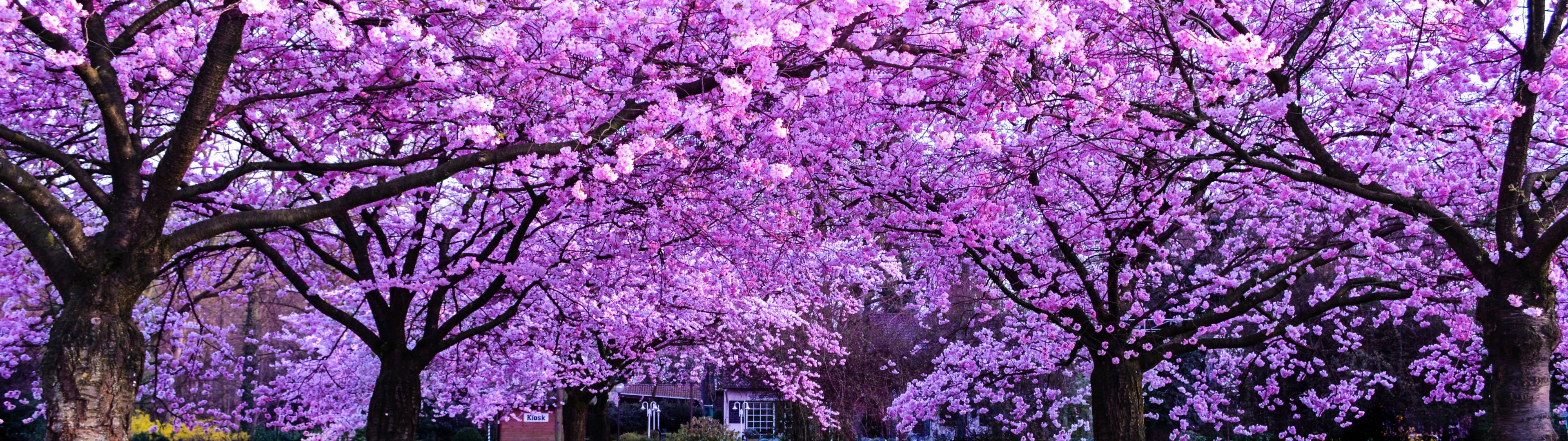 3840x1080 4k Cherry Blossom Trees Background