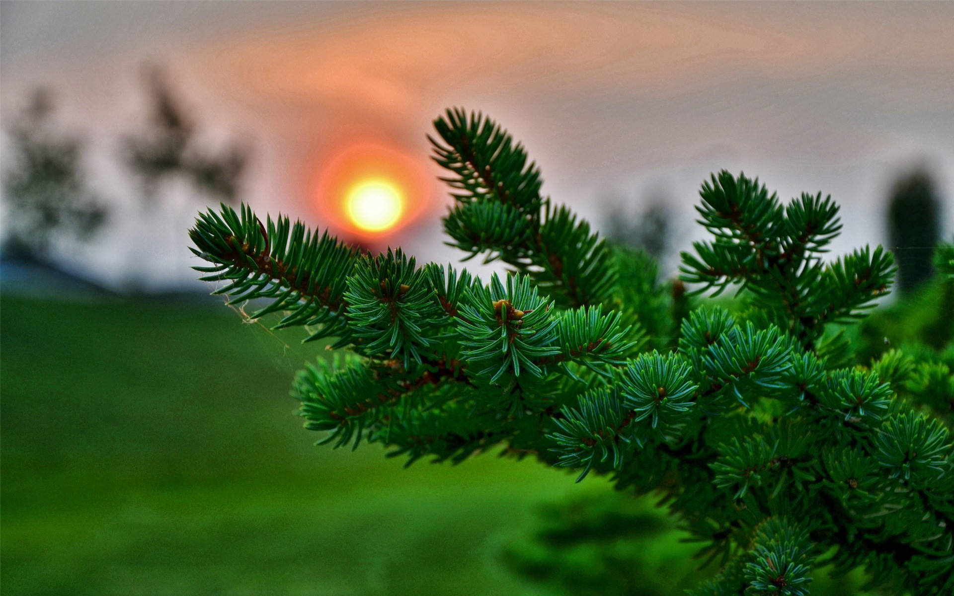 3d Desktop Green Pine Tree Background