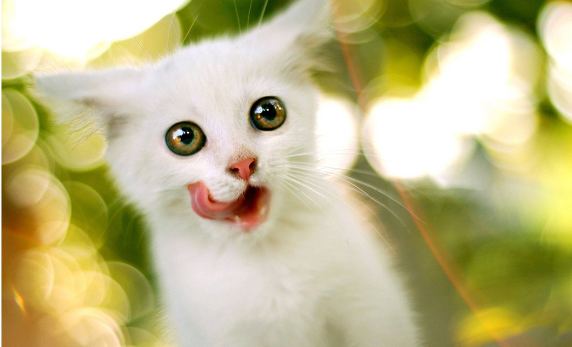 3d Desktop White Cat Background