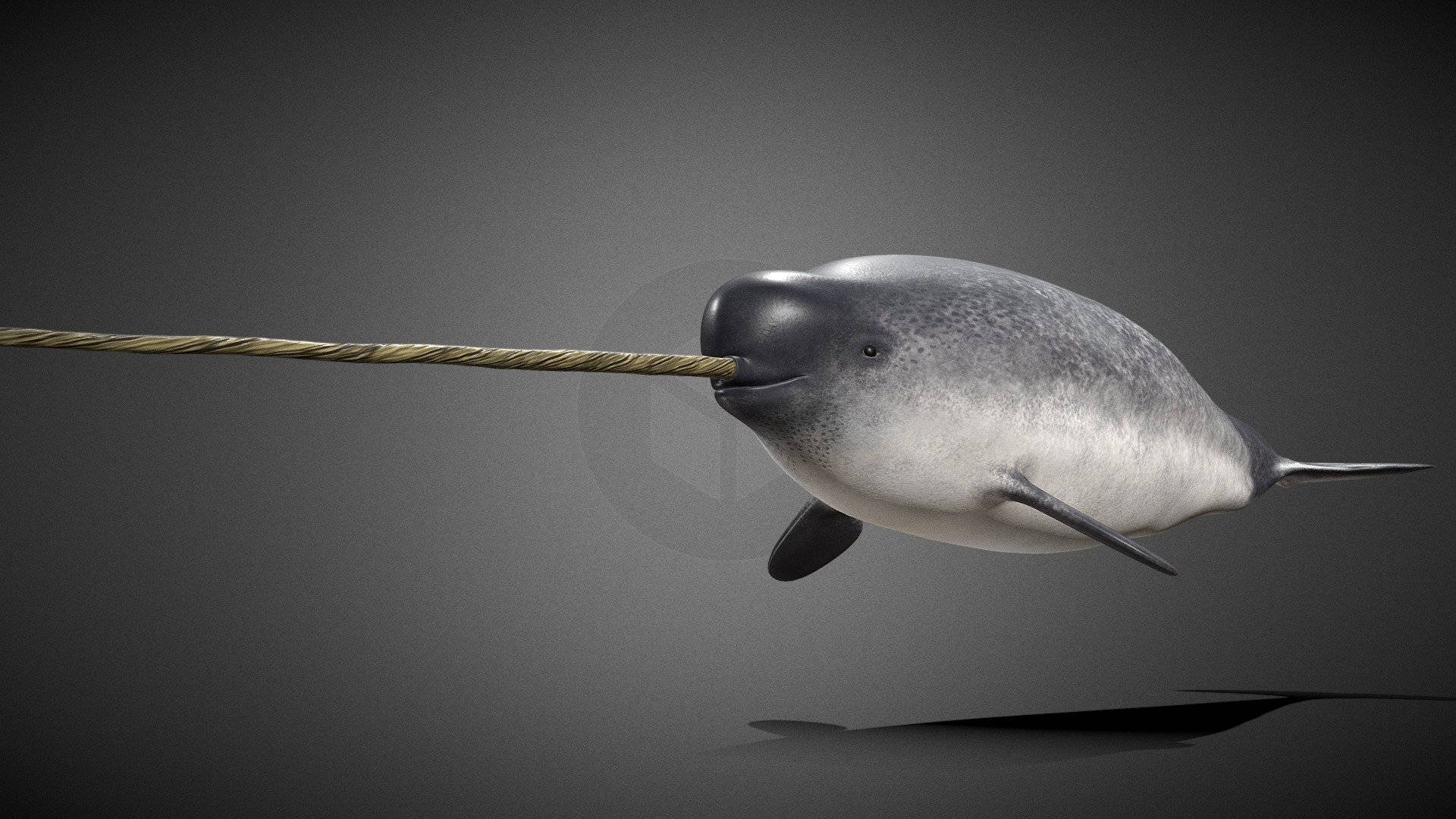 3d Gray Narwhal Background