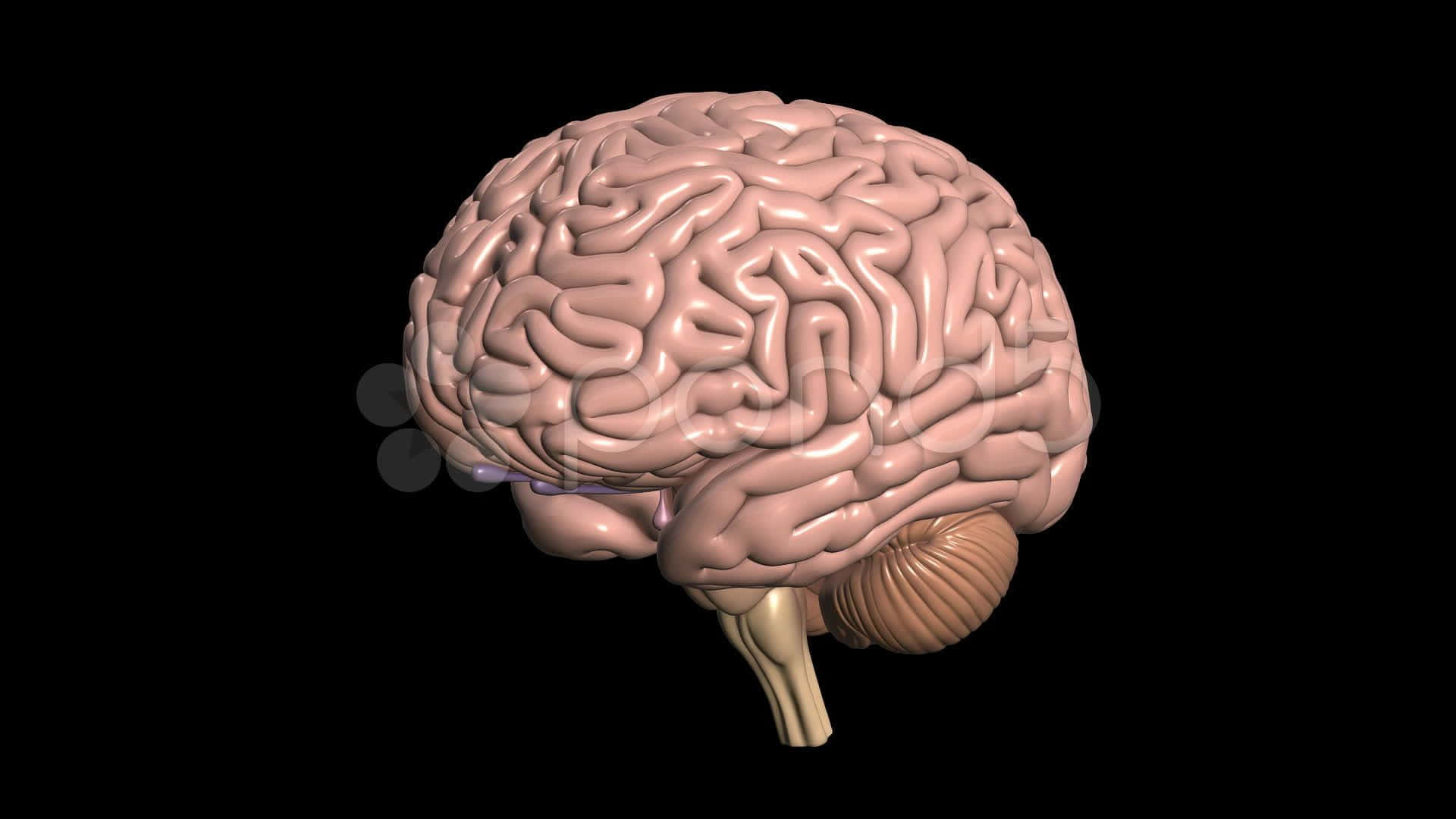 3d Model Of Human Brain Background