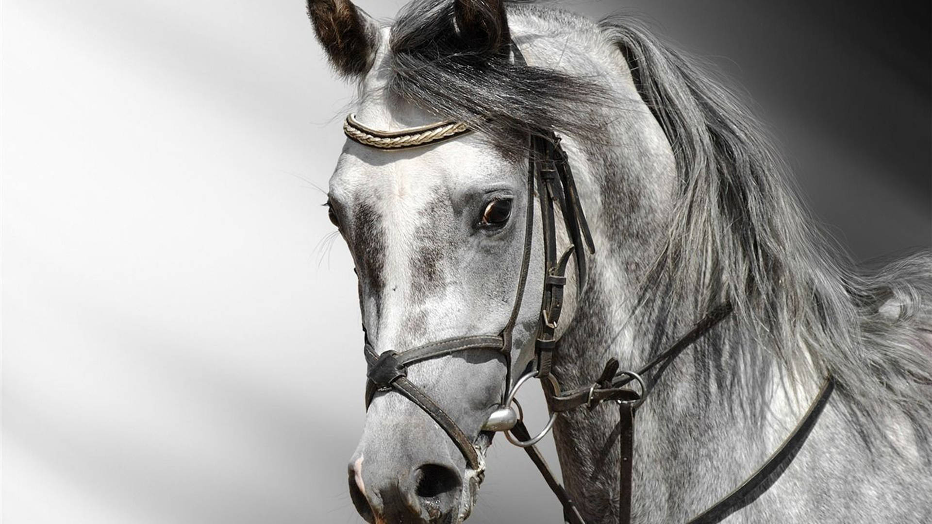 3d Realistic Horse Face Background
