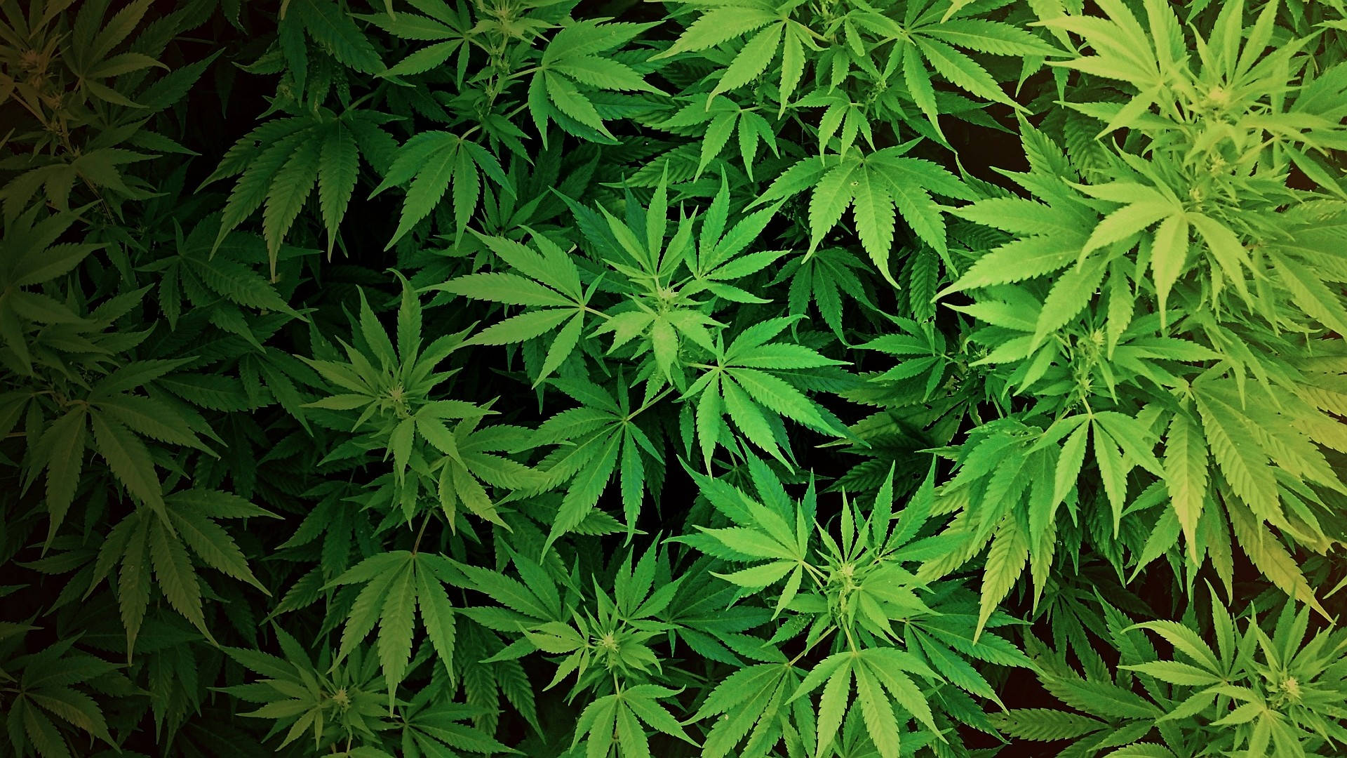 420 Weed Ferns Background