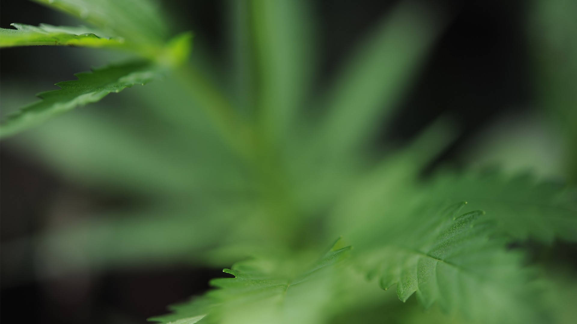 420 Weed Out Of Focus Background