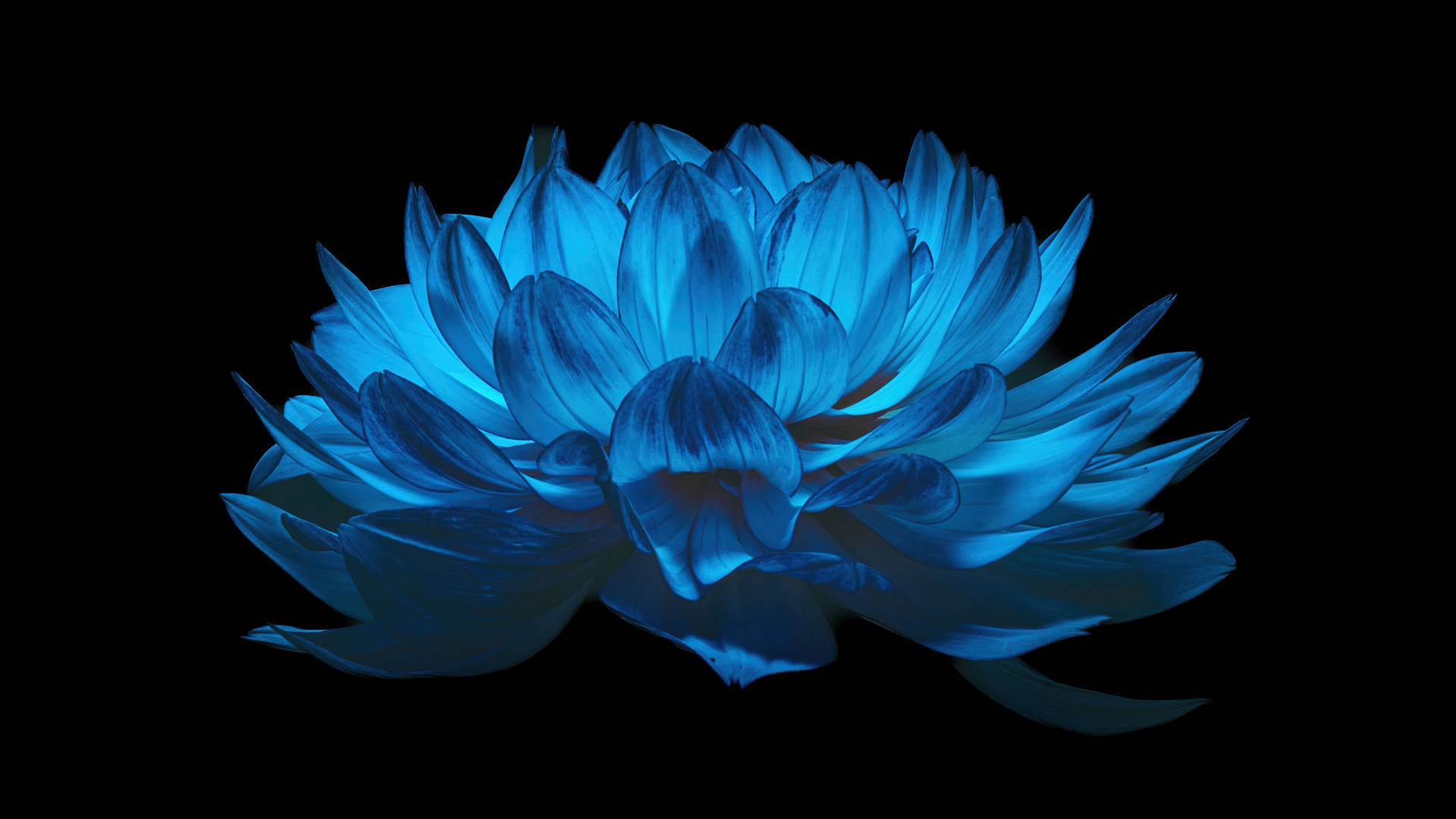 4d Ultra Hd Floating Lotus Flower