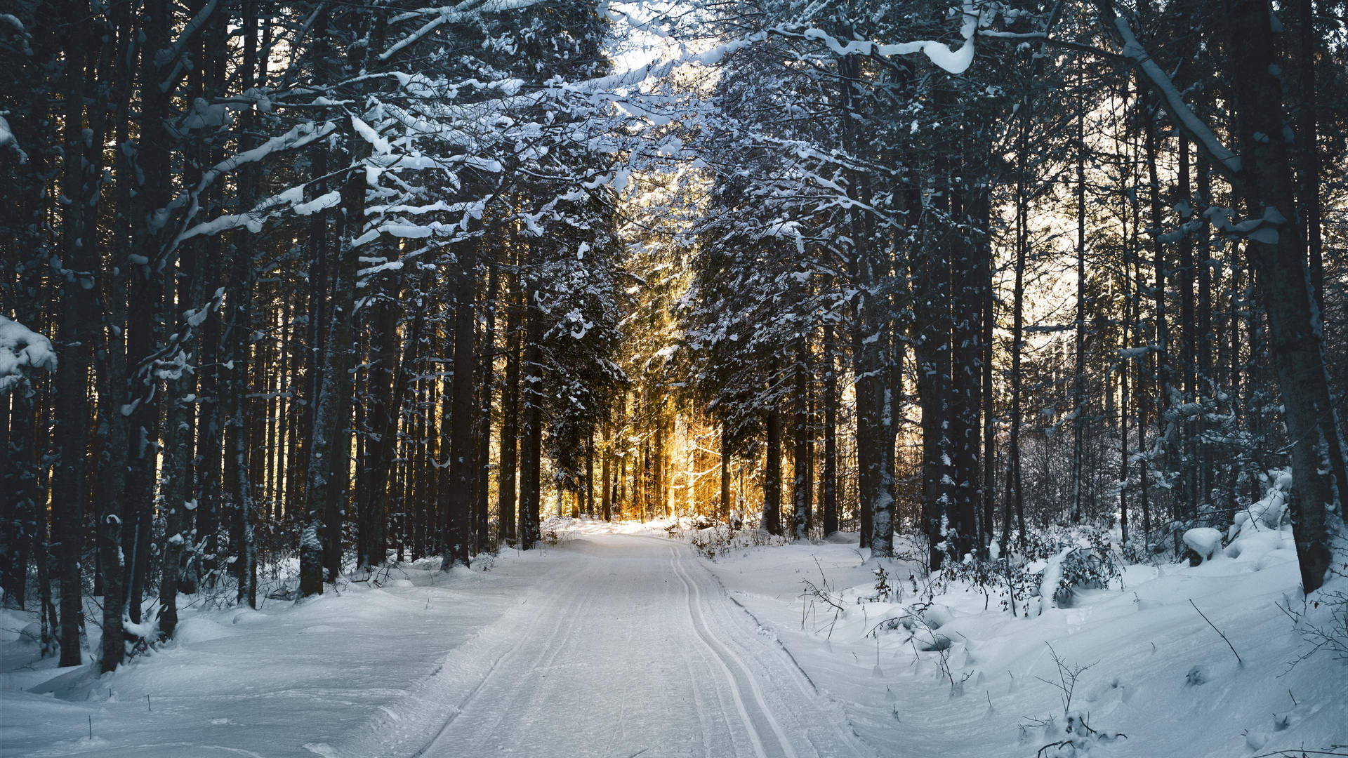 4k 116:9 Winter Snowy Path