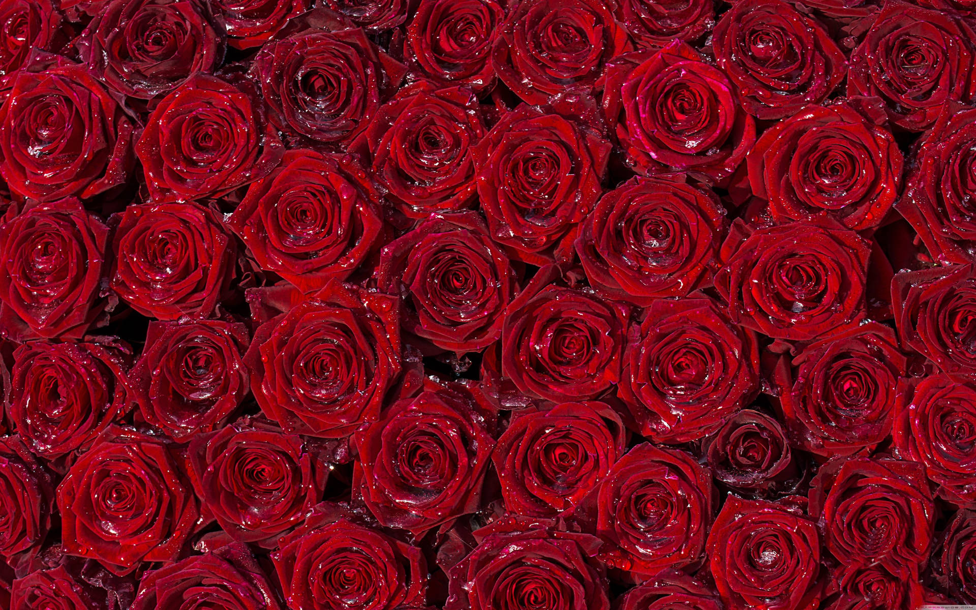 4k Arranged Red Roses Background