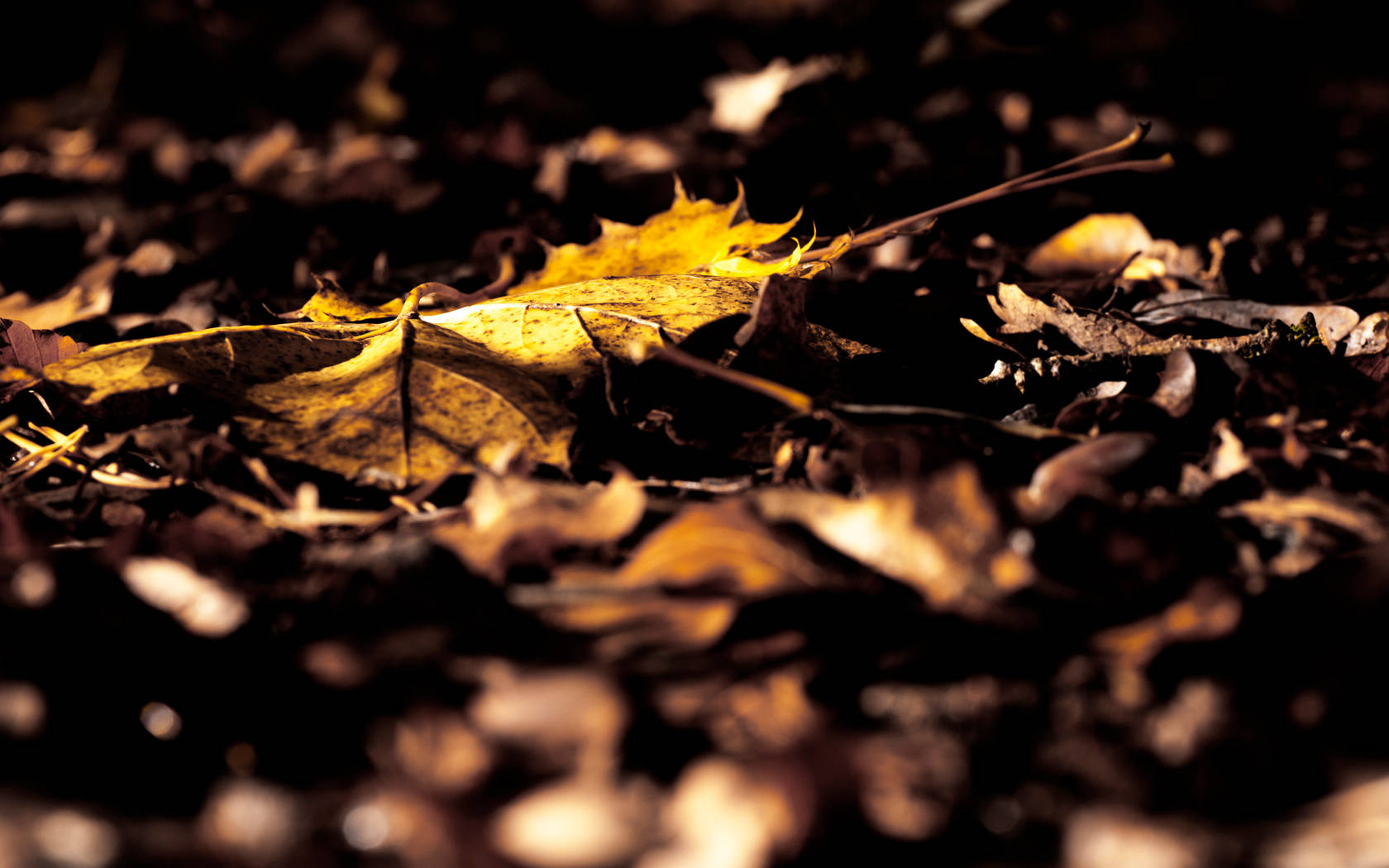 4k Autumn Dried Leaves Background