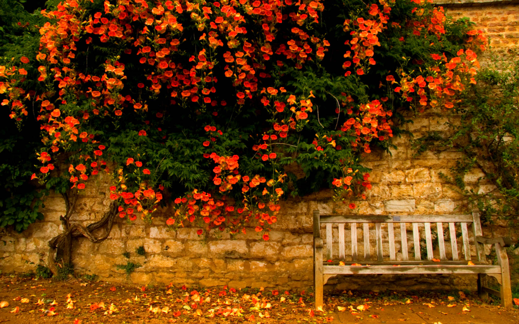 4k Autumn Flowers On Wall Background