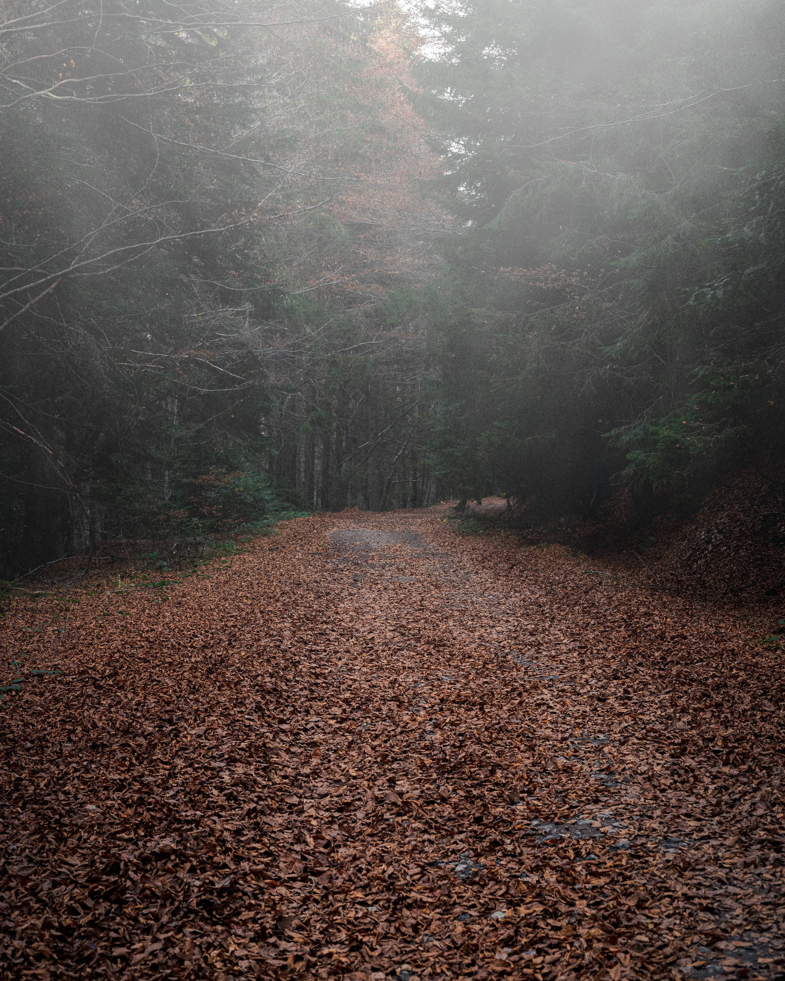 4k Autumn Foggy Forest Path Background