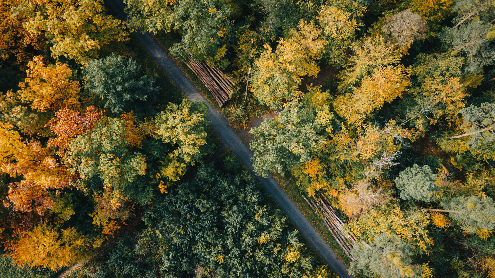 4k Autumn Forest Aerial View Background