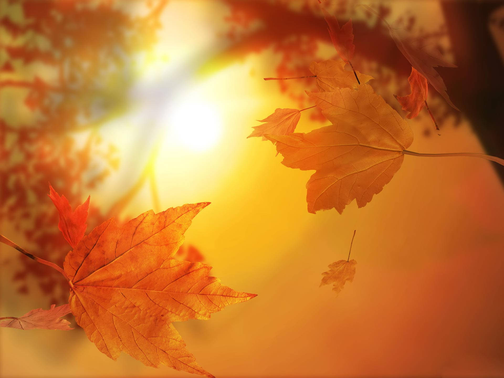 4k Autumn Golden Foliage Background
