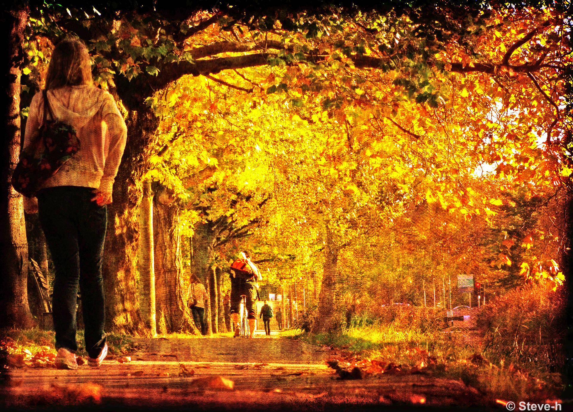 4k Autumn Golden Morning Background