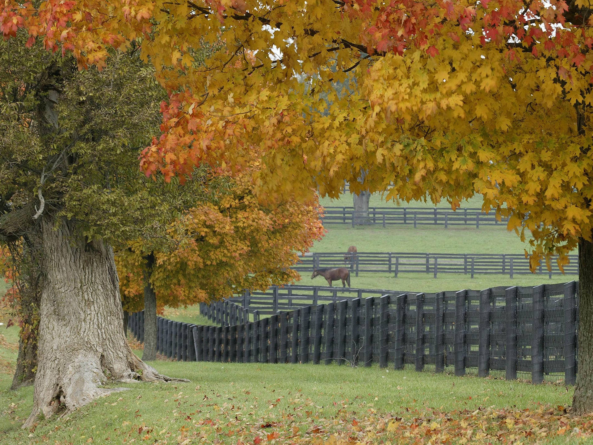 4k Autumn Horse Farm Background