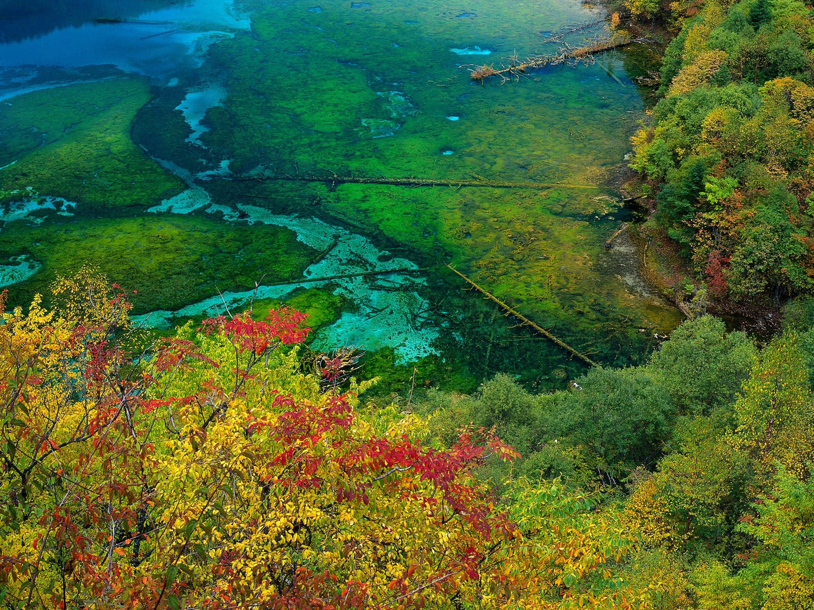 4k Autumn Jiuzhai Valley Background