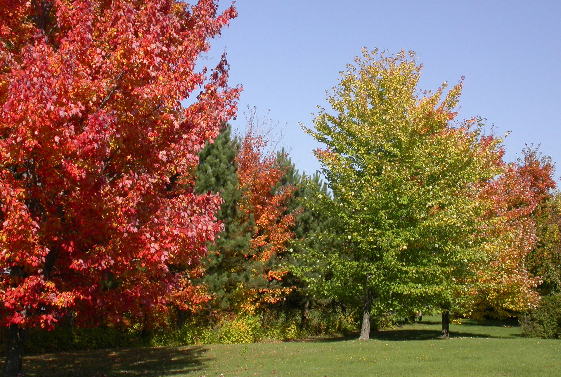 4k Autumn Maple Trees Background