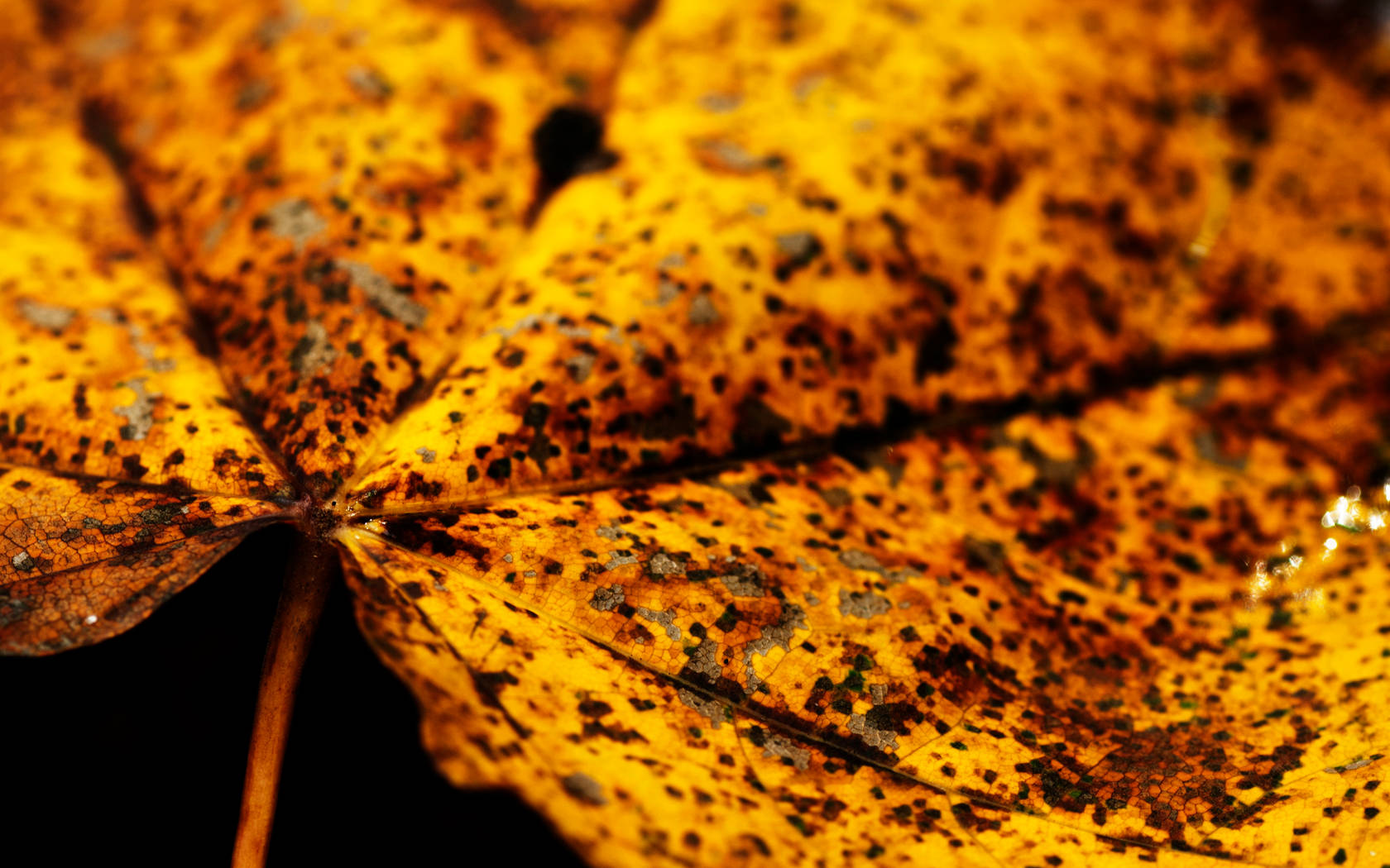 4k Autumn Rustic Maple Leaf Background