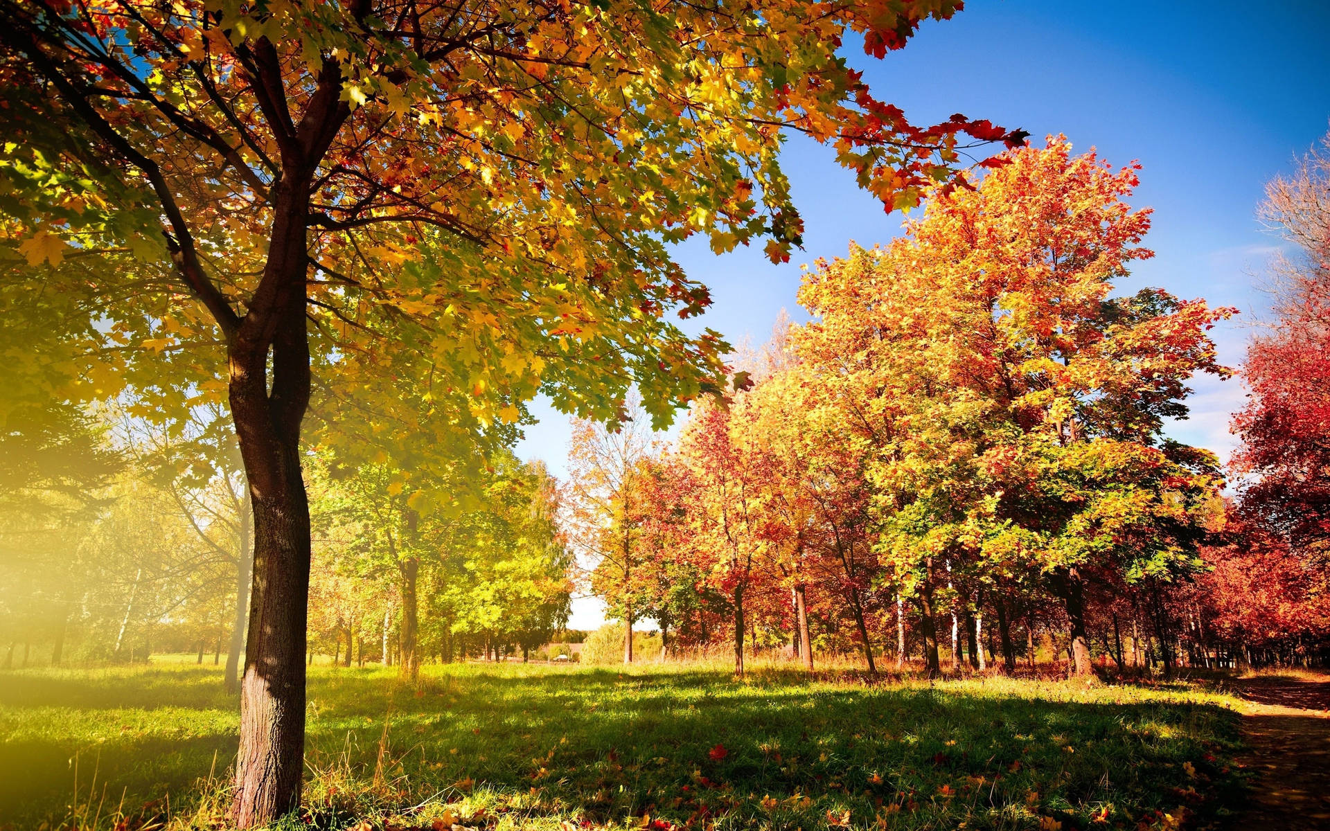 4k Autumn Trees At Park Background