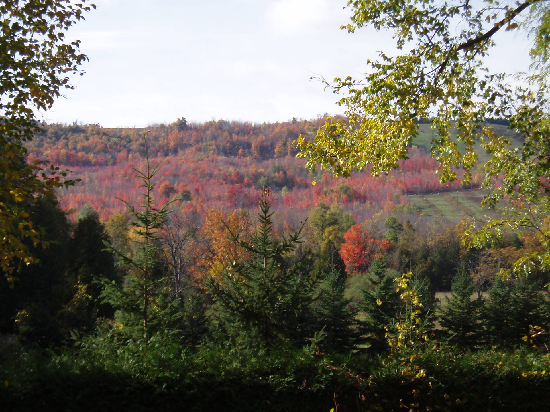 4k Autumn Woods Panorama Background