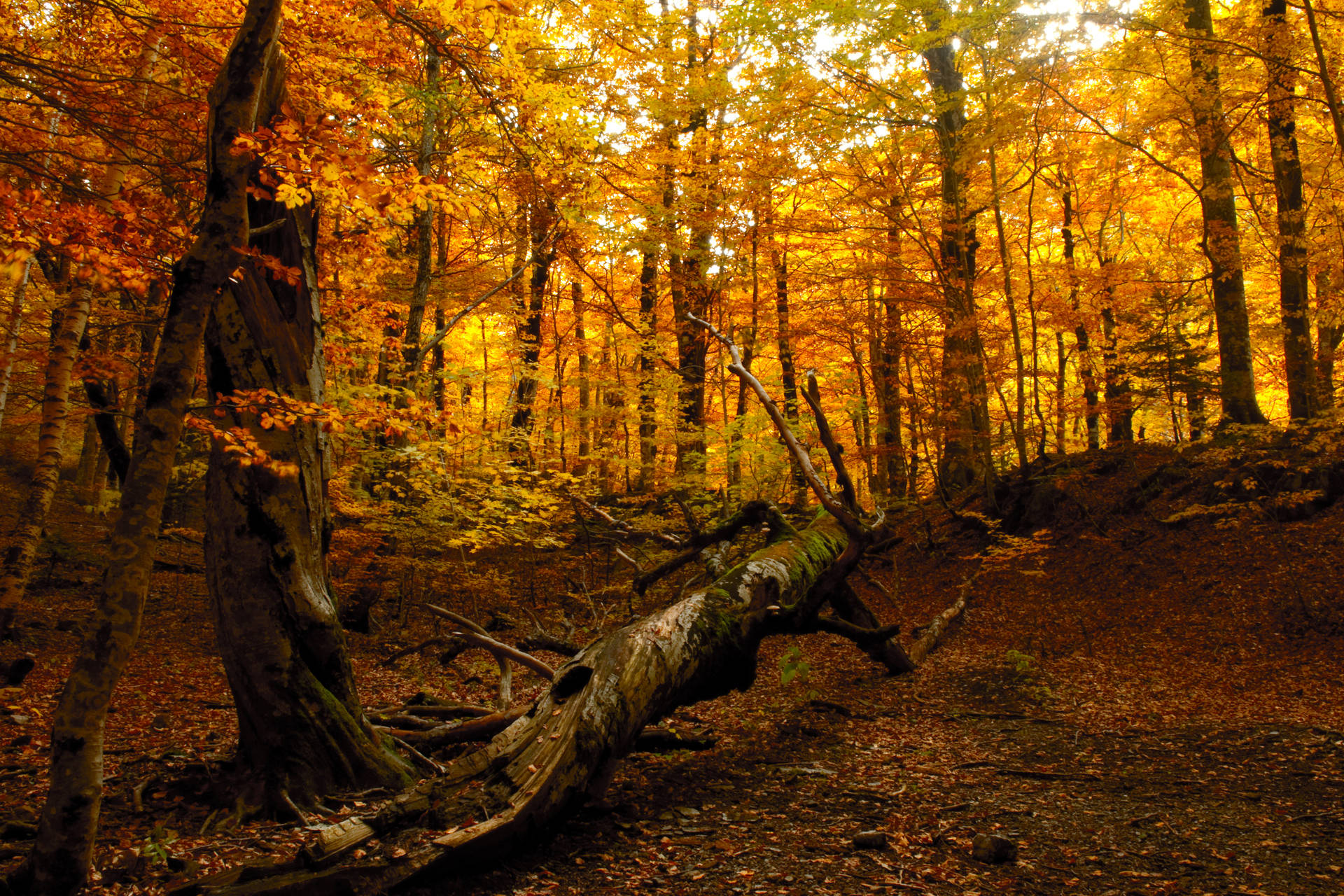 4k Autumn Yellow Woods Background